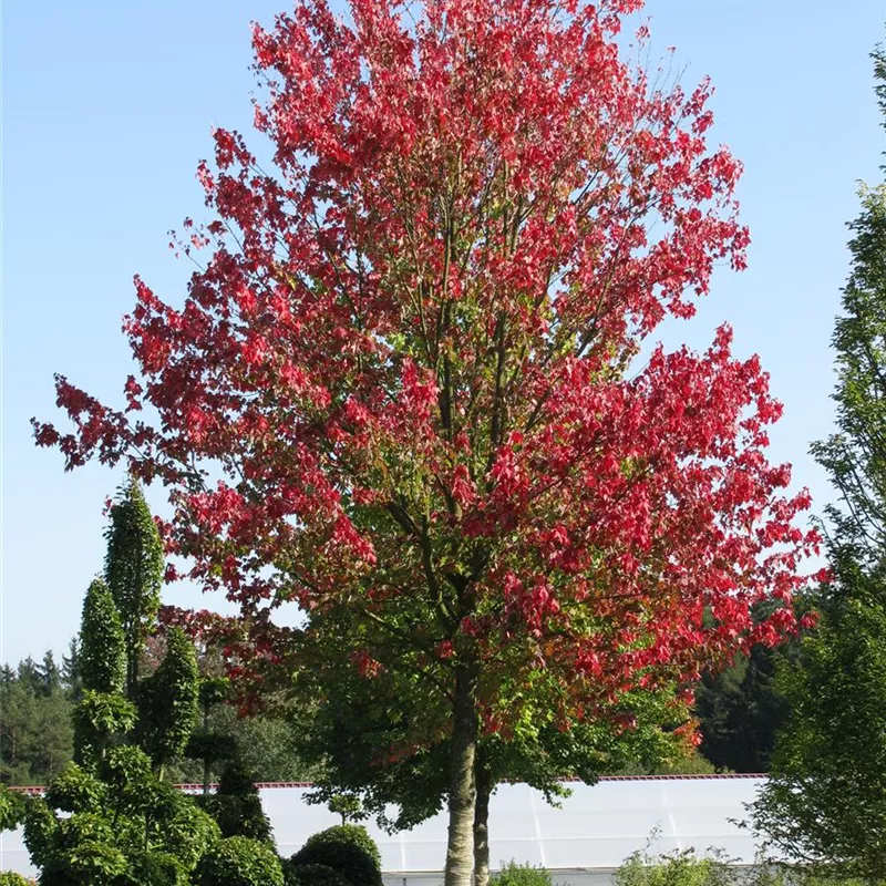 Sonderliste Großbäume Sonderliste Großbäume