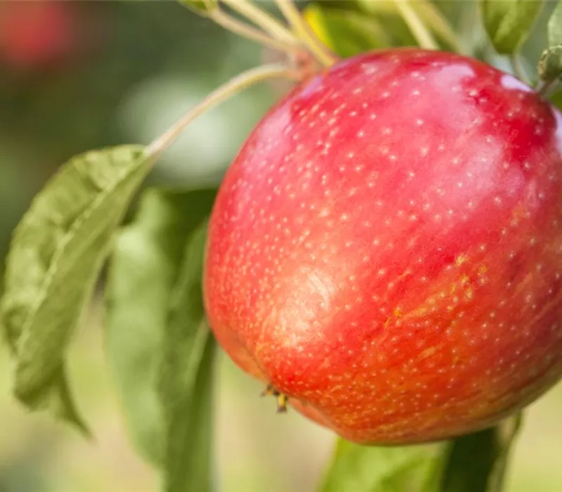 Apfelbäume im Garten – Eine reiche und leckere Ernte Apfelbäume im Garten – Eine reiche und leckere Ernte