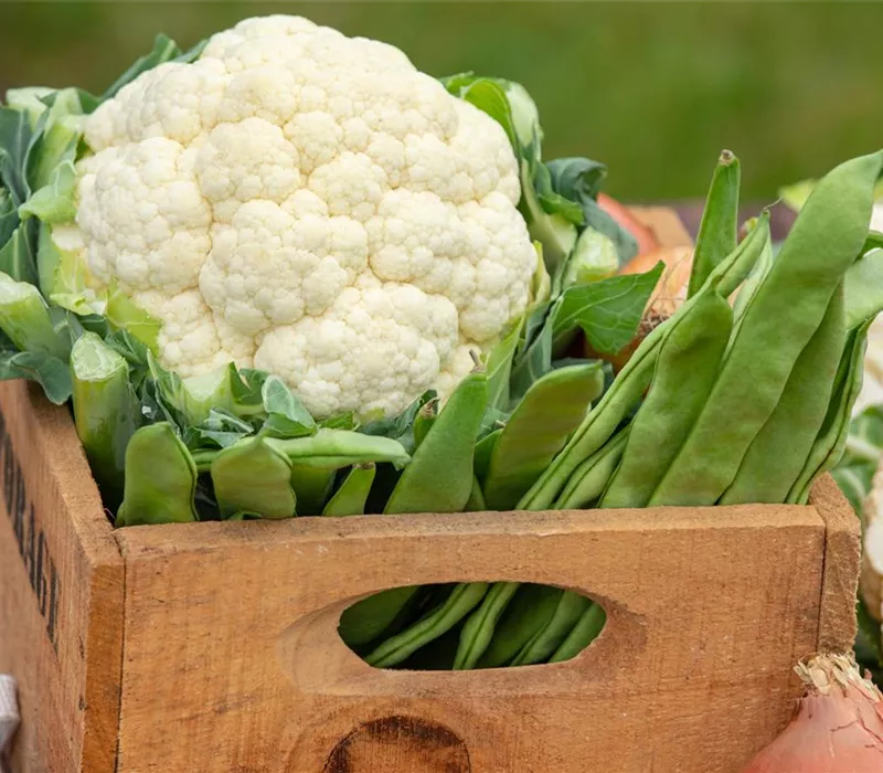 Der Anbau der beliebtesten Gemüsearten 