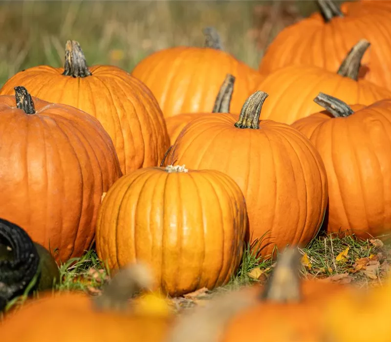 Der Herbst ist die beste Zeit für leckere und hübsche Kürbisse