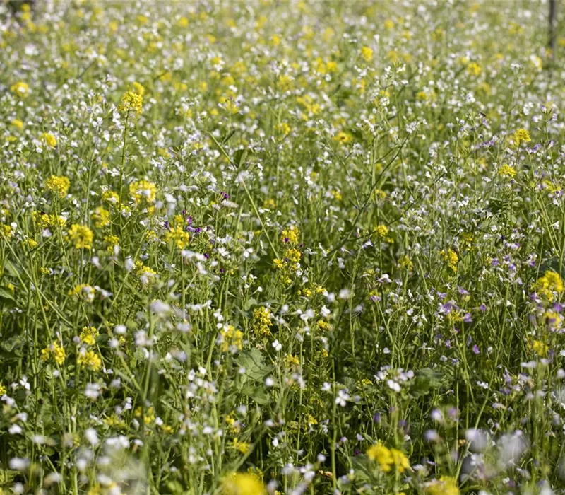Mit einer Gründüngung zum gesunden Garten Mit einer Gründüngung zum gesunden Garten