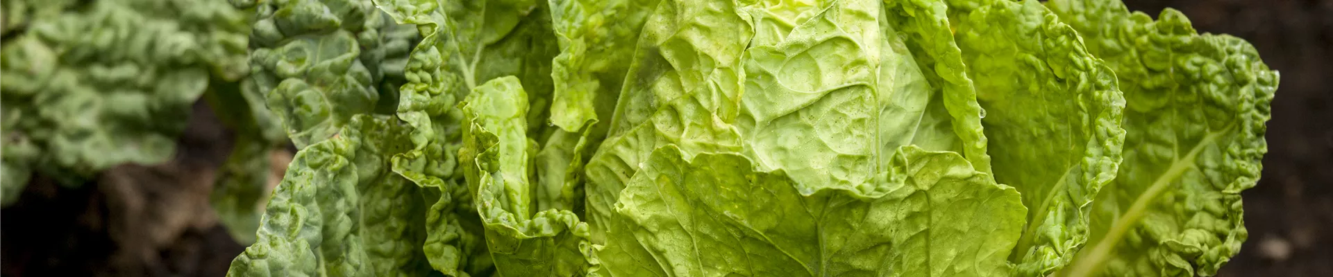 Brassica oleracea var. capitata var. sabauda 'Typ Vorbote'