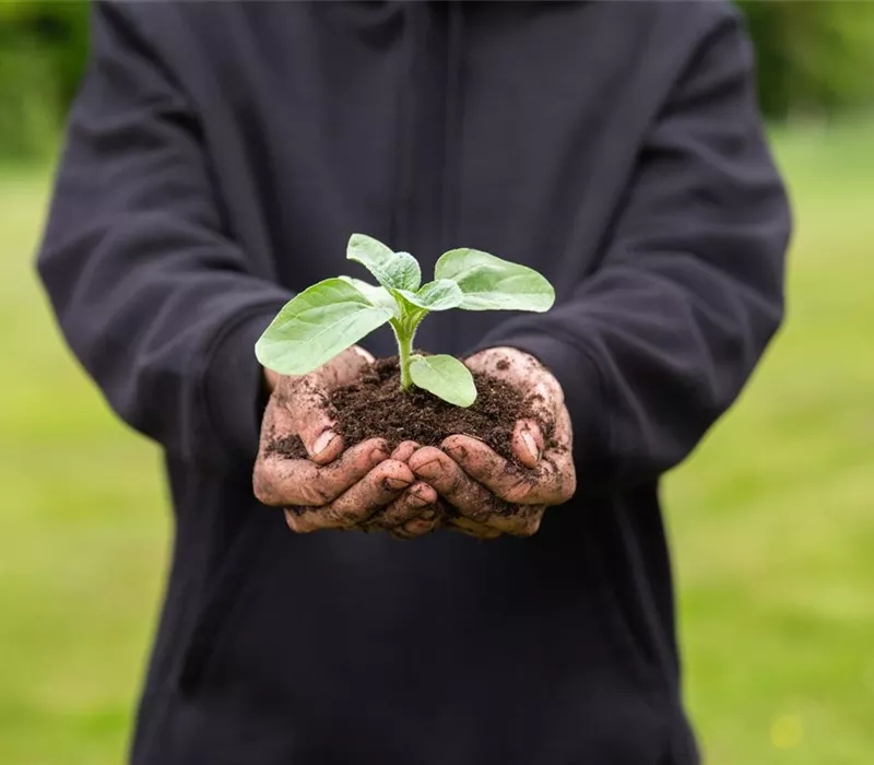 Immer eine gute Ernte: Das richtige Saatgut für das Hochbeet