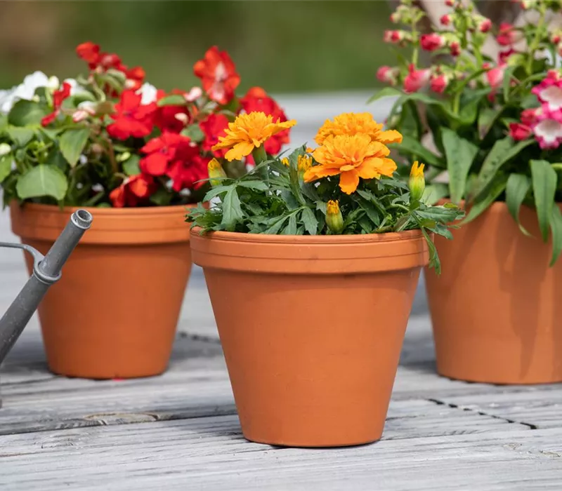 In der Menge des Angebots die richtigen Pflanzgefäße finden