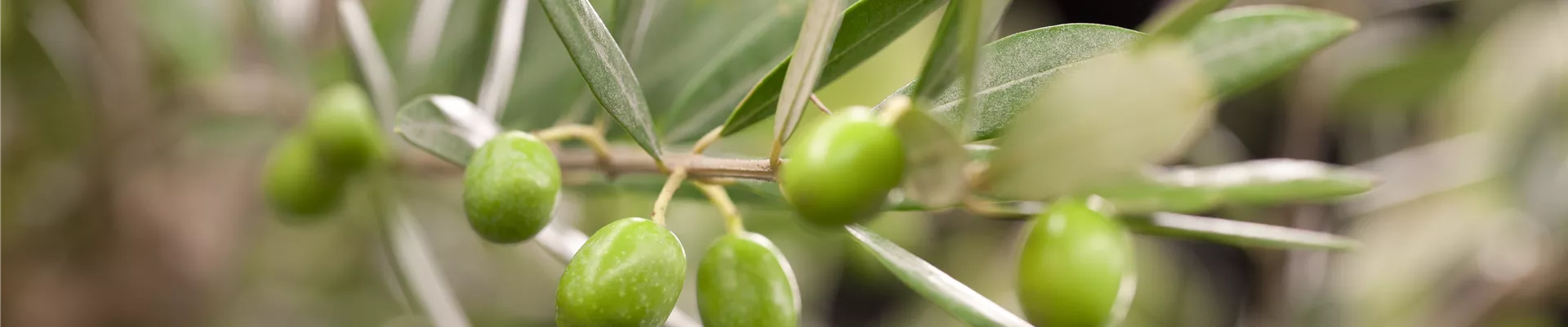 Olea europaea, Stamm