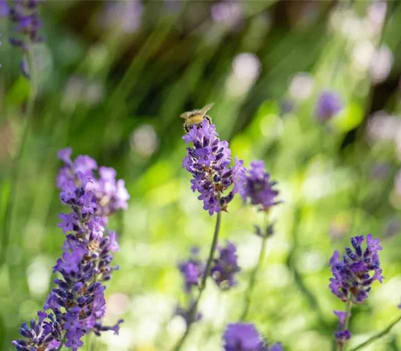 Mit Bienenpflanzen für den Balkon die Insekten unterstützen Mit Bienenpflanzen für den Balkon die Insekten unterstützen