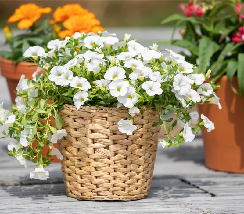 Pflanzgefäße aus unterschiedlichen Materialien – Eine Übersicht Pflanzgefäße aus unterschiedlichen Materialien – Eine Übersicht