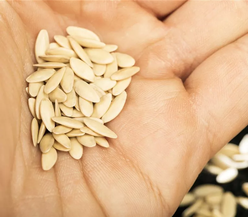 Sämereien auf ihre Haltbarkeit prüfen