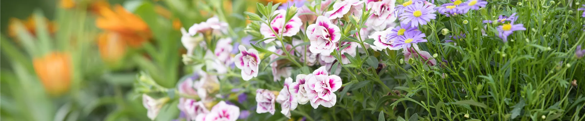 Calibrachoa, gefüllt