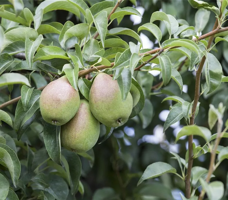 So bereichern diese vitaminreichen Obstpflanzen jeden Garten So bereichern diese vitaminreichen Obstpflanzen jeden Garten