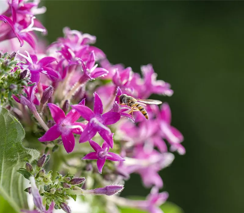 So funktioniert der Pflanzenschutz im Naturgarten So funktioniert der Pflanzenschutz im Naturgarten