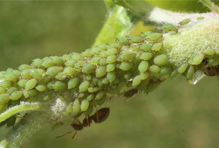 Grüne Apfelblattlaus an Apfel