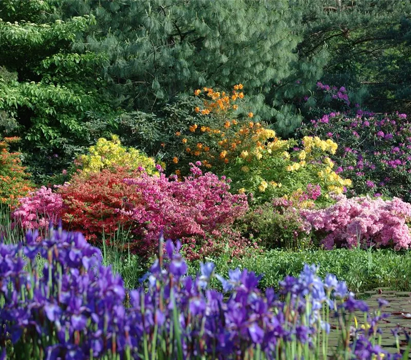 Sträucher ohne Ende – Ziersträucher vermehren leicht gemacht Sträucher ohne Ende – Ziersträucher vermehren leicht gemacht