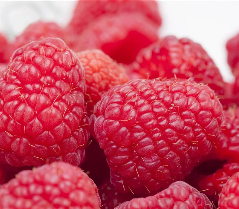 Tipps zum Pflanzen und Pflegen von Himbeeren Tipps zum Pflanzen und Pflegen von Himbeeren