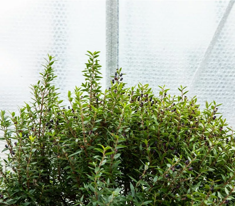 Wie Pflanzen überwintern und im Frühjahr wieder neu erwachen