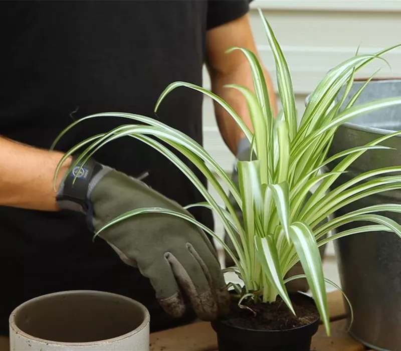 Grünlilie - Umtopfen