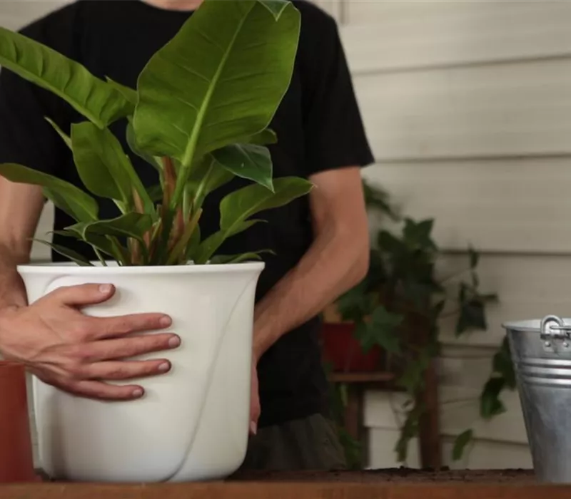 Philodendron - Einpflanzen in ein Gefäß
