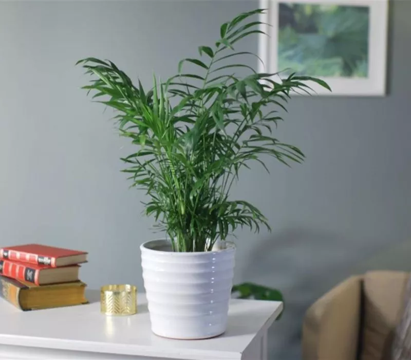 Zimmerpflanzenportrait - Bergpalme