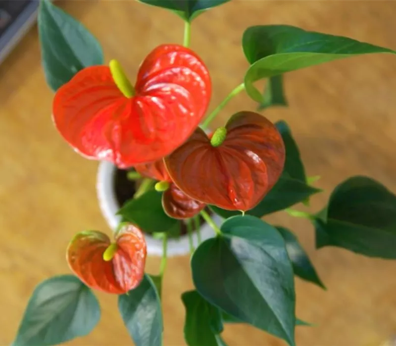 Zimmerpflanzenportrait - Flamingoblume