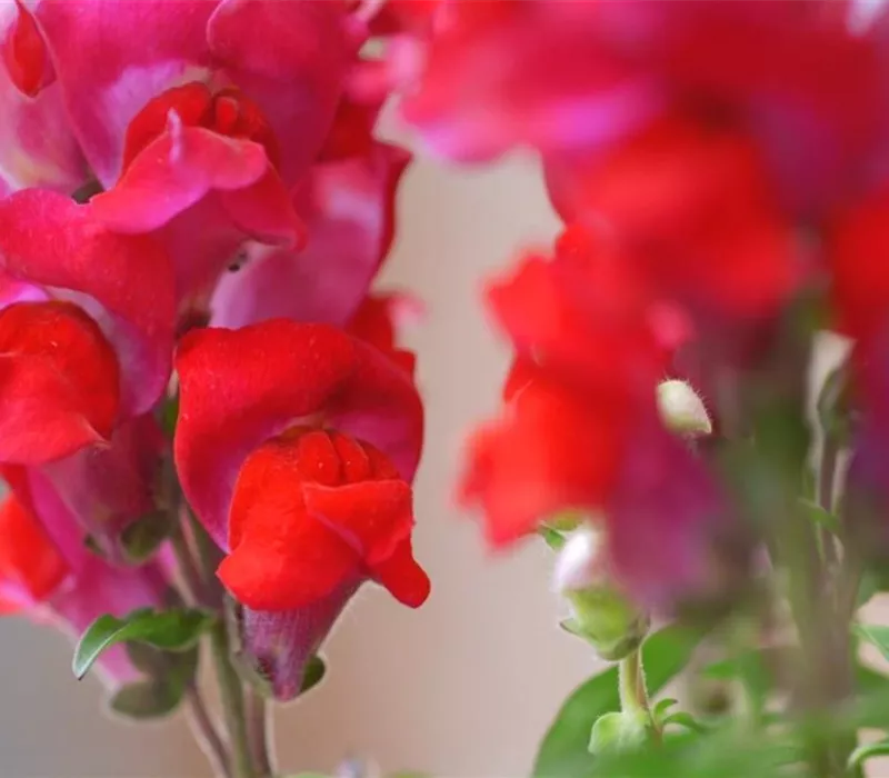 Löwenmaul - Einpflanzen im Garten