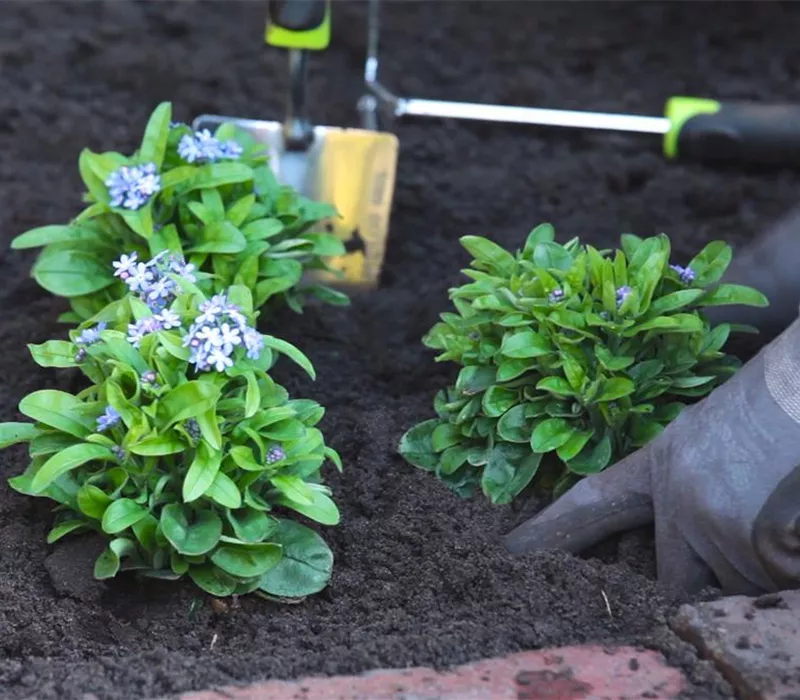 Vergissmeinnicht - Einpflanzen im Garten