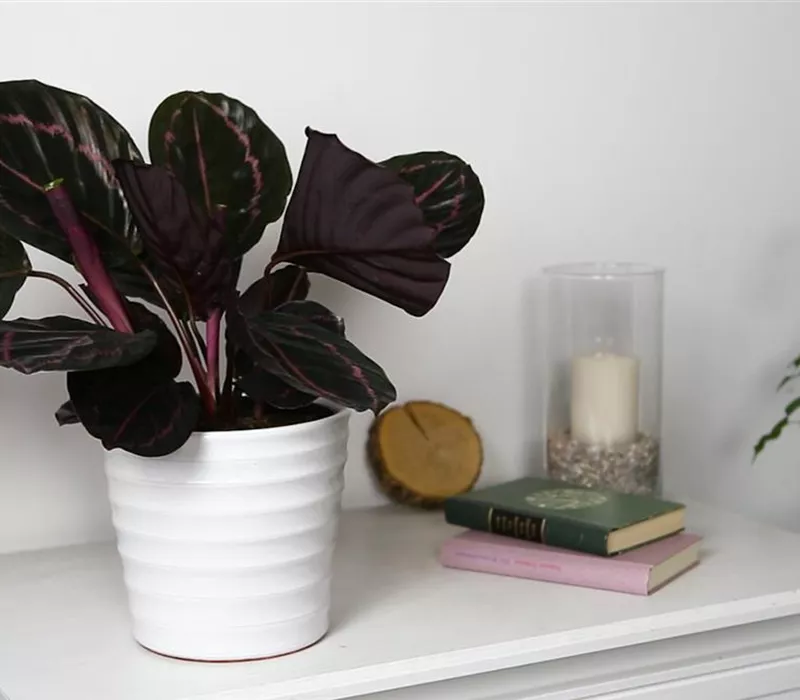 Korbmarante - Einpflanzen in ein Gefäß