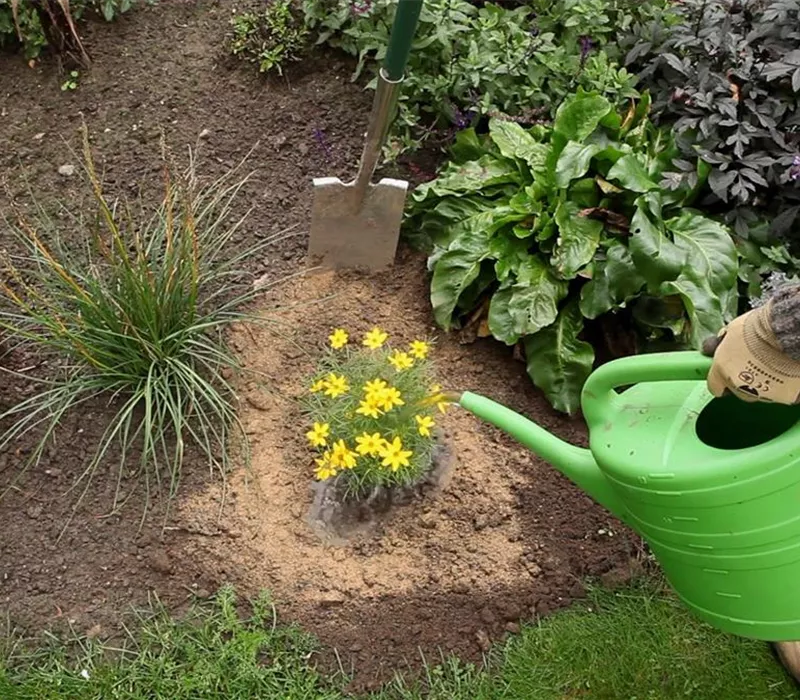 Mädchenauge - Einpflanzen im Garten