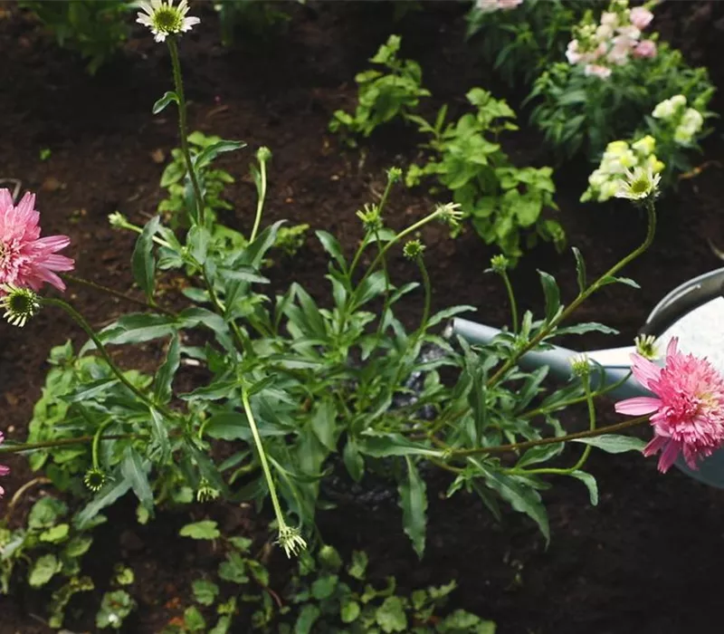 Sonnenhut - Einpflanzen im Garten