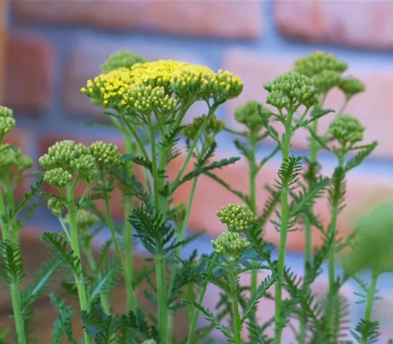 Schafgarbe - Einpflanzen im Garten (gelb)