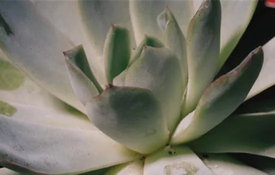 Zimmerpflanzenportrait - Echeveria