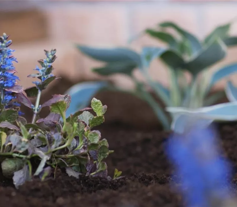 Kriechender Günsel - Einpflanzen im Garten Kriechender Günsel - Einpflanzen im Garten