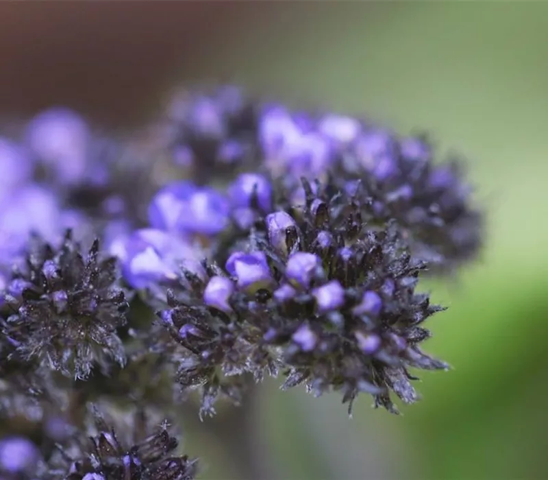 Vanilleblume - Einpflanzen im Garten