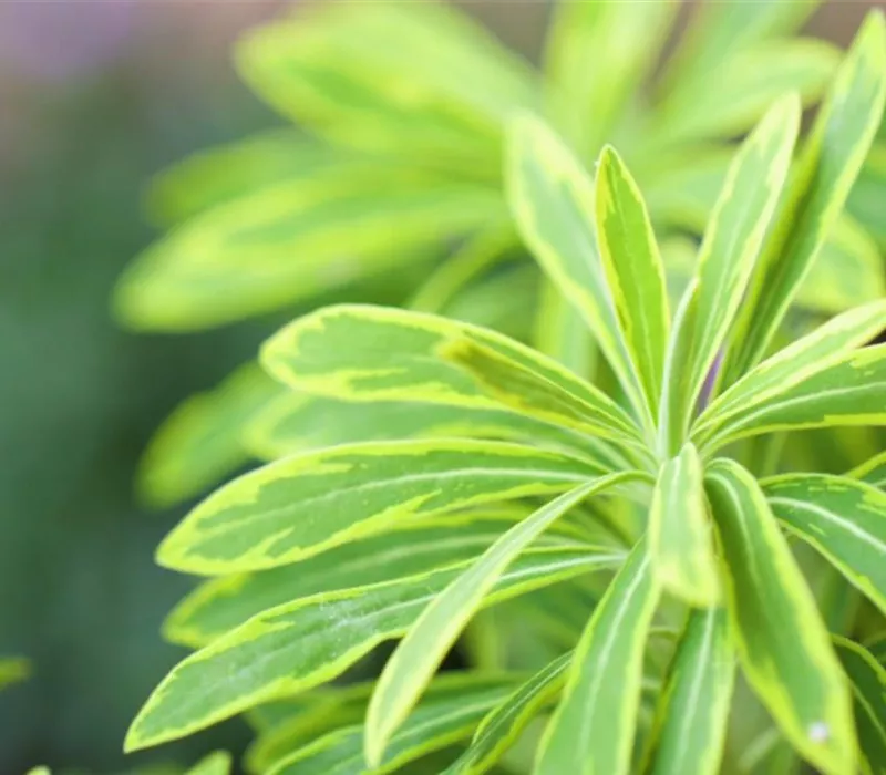 Regenbogen Wolfsmilch - Einpflanzen im Garten