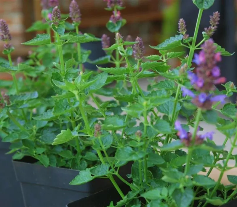 Duftnessel - Einpflanzen im Garten