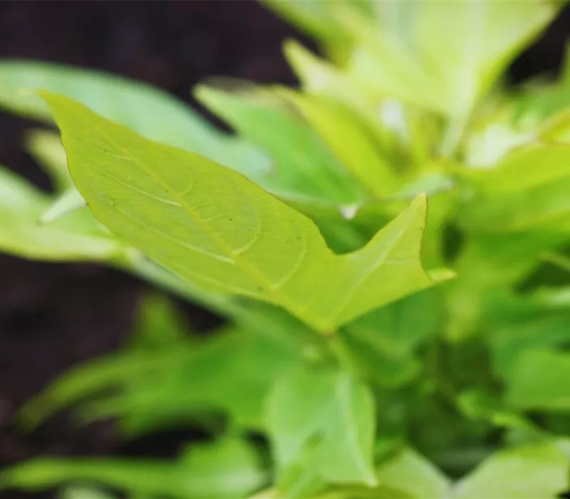 Zier Süßkartoffel - Einpflanzen im Garten