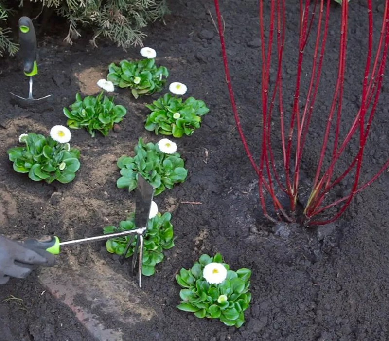 Gänseblümchen - Einpflanzen im Garten