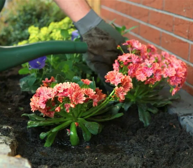 Gewöhnliche Bitterwurz - Einpflanzen im Garten Gewöhnliche Bitterwurz - Einpflanzen im Garten