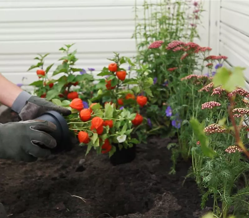 Physalis - Einpflanzen im Garten Physalis - Einpflanzen im Garten