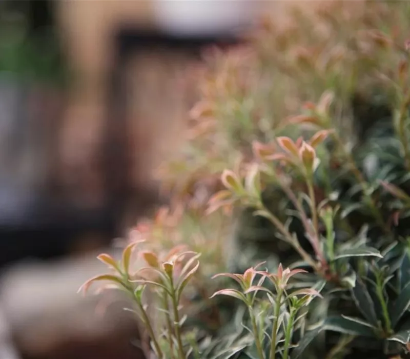 Japanisches Schattenglöckchen - Einpflanzen im Garten Japanisches Schattenglöckchen - Einpflanzen im Garten