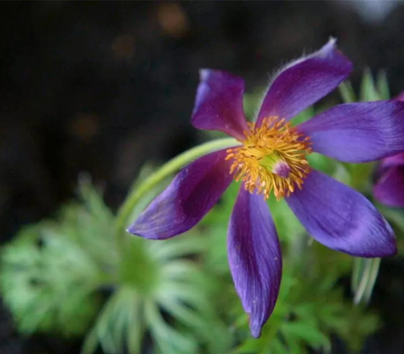 Küchenschelle - Einpflanzen im Garten Küchenschelle - Einpflanzen im Garten