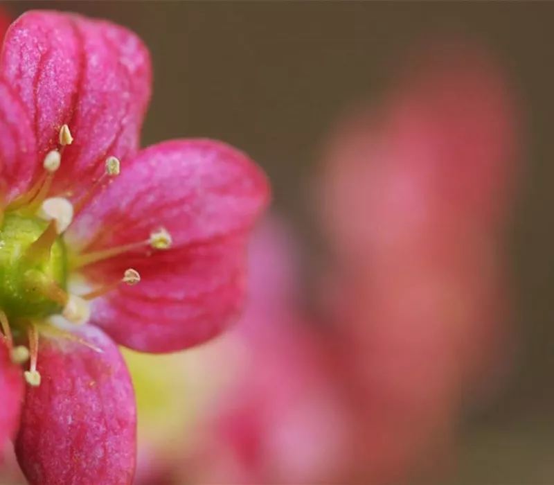 Moossteinbrech - Einpflanzen im Garten Moossteinbrech - Einpflanzen im Garten