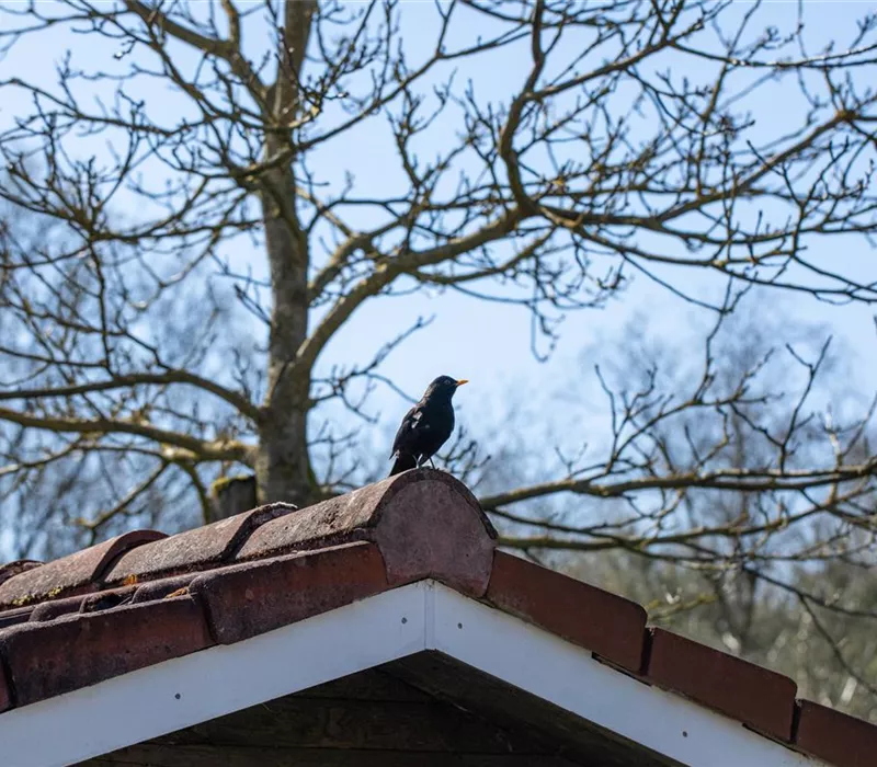 10 Tipps für einen tierfreundlichen Garten 10 Tipps für einen tierfreundlichen Garten