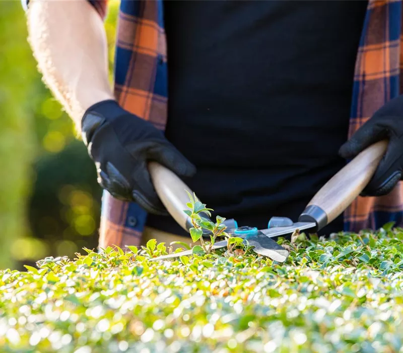 Tipps für den perfekten Rückschnitt im Herbst Tipps für den perfekten Rückschnitt im Herbst