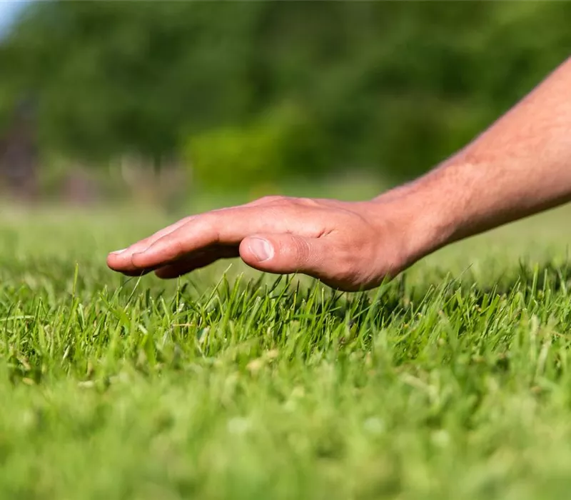 Was es bei der Rasenpflege zu beachten gibt