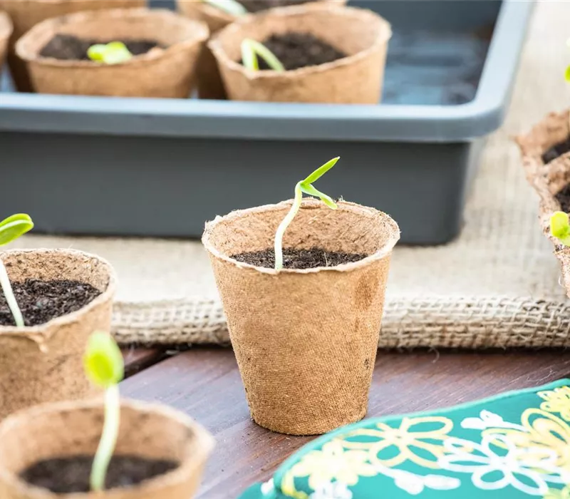 Die 5 besten Tipps für die Anzucht und Erfolg bei der Ernte