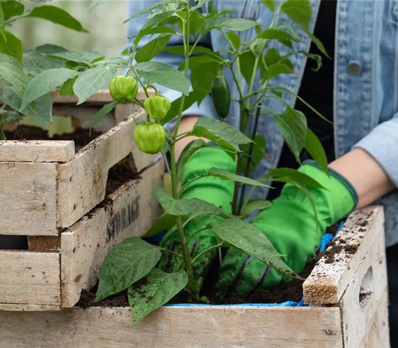 Klimafreundlich gärtnern – Tipps für Klimaschutz im Garten