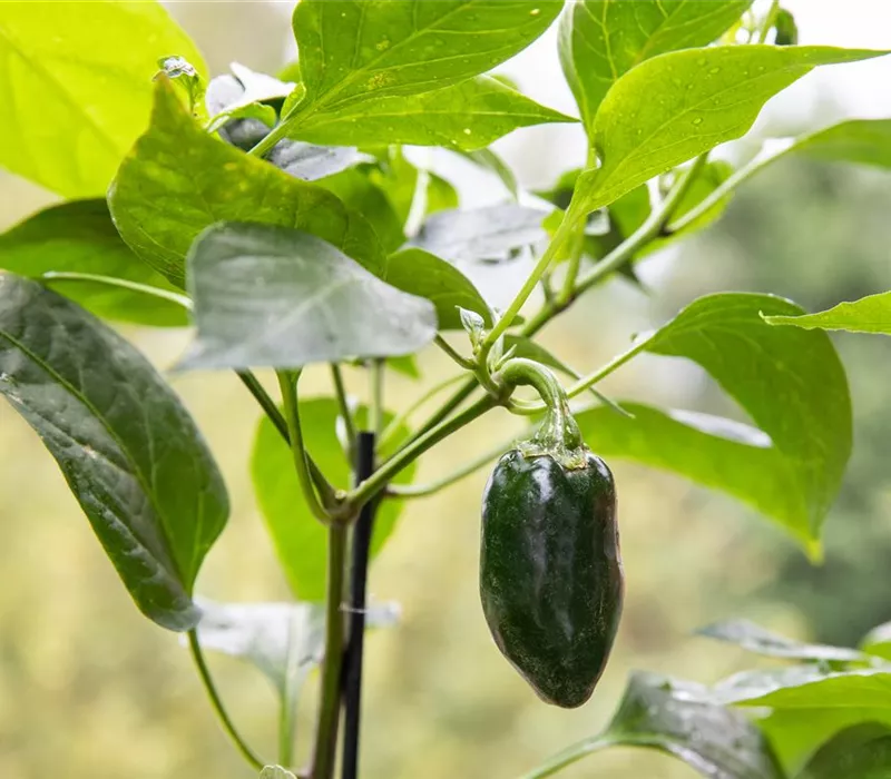 Gemüseanbau auf dem Balkon leicht gemacht Gemüseanbau auf dem Balkon leicht gemacht