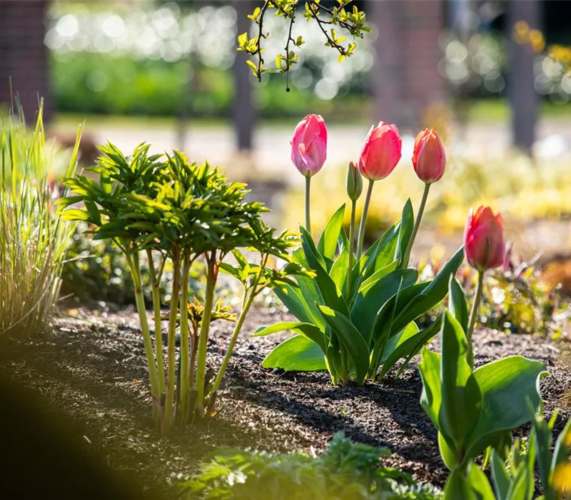 Die 9 schönsten Frühblüher für Frühlingsgefühle