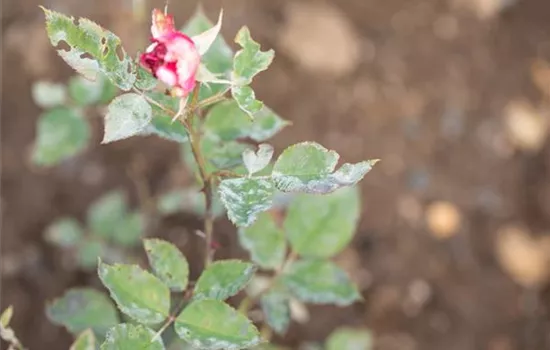 Die häufigsten Pflanzenkrankheiten erkennen und bekämpfen