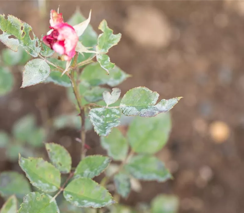 Die häufigsten Pflanzenkrankheiten erkennen und bekämpfen Die häufigsten Pflanzenkrankheiten erkennen und bekämpfen